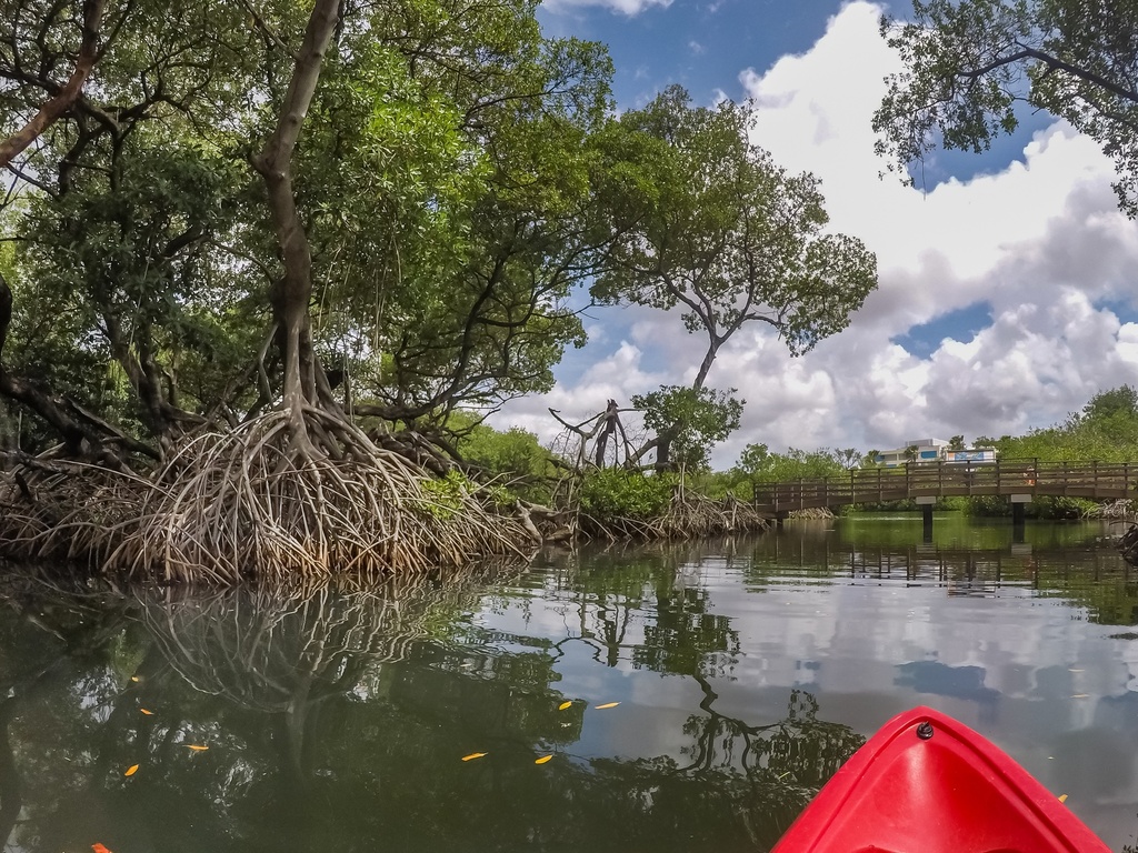 Visitor Kid Guided Kayak Tour - Mangrove Park